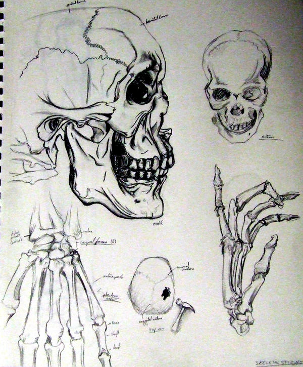 skeletal_studies_pg1_by_elderyouth.jpg
